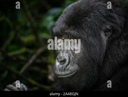 Wild Mountain Gorillas in Bwindi Impenetrable Forest of Uganda.