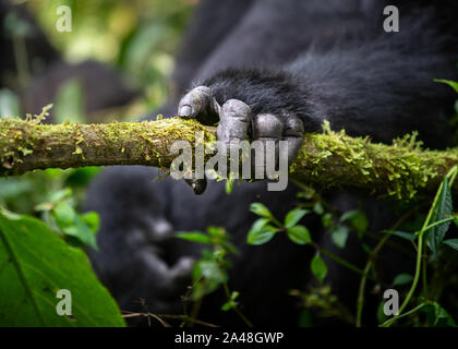 Wild Mountain Gorillas in Bwindi Impenetrable Forest of Uganda. Stock Photo