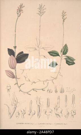 Flora Javae et insularum adjacentium (Orchid 23) Stock Photo