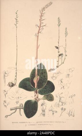 Flora Javae et insularum adjacentium (Orchid 17) Stock Photo