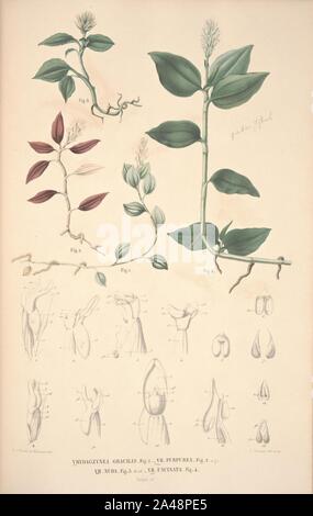 Flora Javae et insularum adjacentium (Orchid 19) Stock Photo