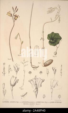 Flora Javae et insularum adjacentium (Orchid 54) Stock Photo