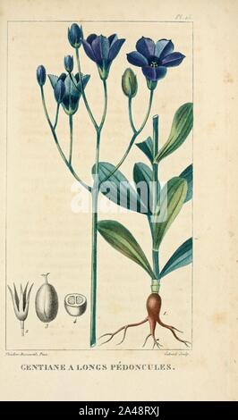 Flore pittoresque et médicale des Antilles (Pl. 15) Stock Photo