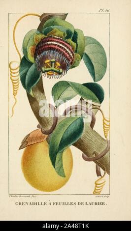 Flore pittoresque et médicale des Antilles (Pl. 56) Stock Photo