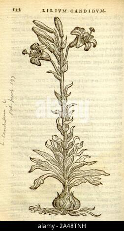 Florum, et coronarianum odoratarumque nonnullarum herbarum historia (Page 122) Stock Photo