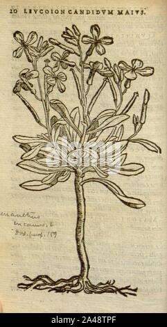 Florum, et coronarianum odoratarumque nonnullarum herbarum historia (Page 20) Stock Photo