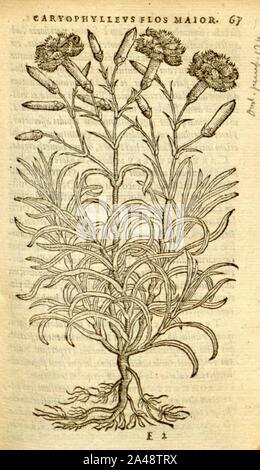 Florum, et coronarianum odoratarumque nonnullarum herbarum historia (Page 67) Stock Photo
