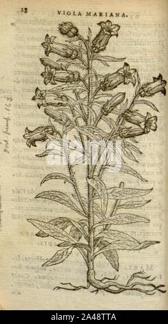 Florum, et coronarianum odoratarumque nonnullarum herbarum historia (Page 28) Stock Photo