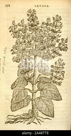 Florum, et coronarianum odoratarumque nonnullarum herbarum historia (Page 292) Stock Photo