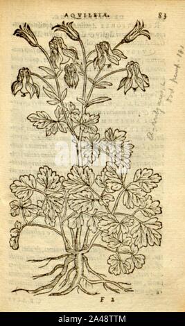 Florum, et coronarianum odoratarumque nonnullarum herbarum historia (Page 83) Stock Photo