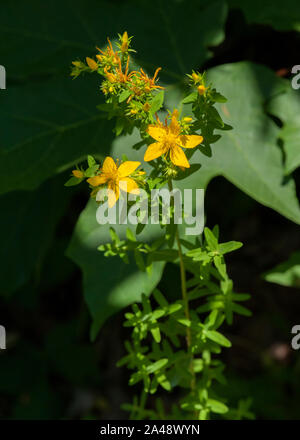 St. John's Wort (Hypericum perforatum) in bloom.  Note the bright spots in the leaves that look like pinholes, hence the Latin word for 'perforated' i Stock Photo