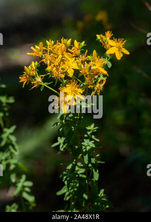 St. John's Wort (Hypericum perforatum) in bloom.  Note the bright spots in the leaves that look like pinholes, hence the Latin word for "perforated" i Stock Photo