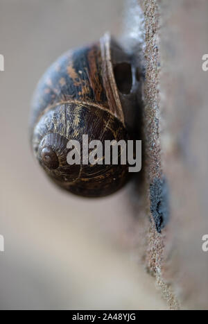 Snail on a wall Stock Photo