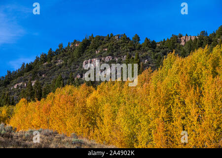 This is a view of the fall colors on the trees along US Highway 89, the Logan Canyon Scenic Byway in Logan Canyon, Uinta-Wasatch-Cache National Forest Stock Photo