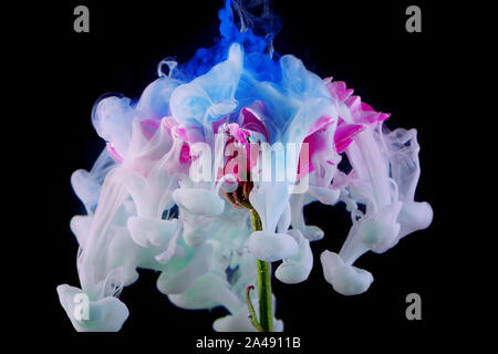 Flower under water and Splashes of colored ink, bright colors. Creative and color mix, abstract swirls of different colors on a black background Stock Photo