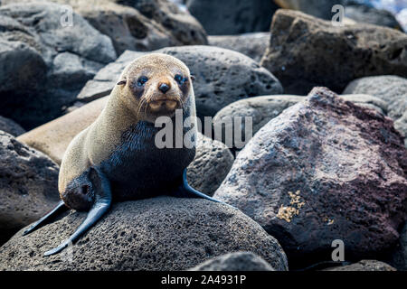 Baby Australian fur seal, known as a pup, lying on the rocks at Cape Bridgewater, in Victoria, Australia Stock Photo