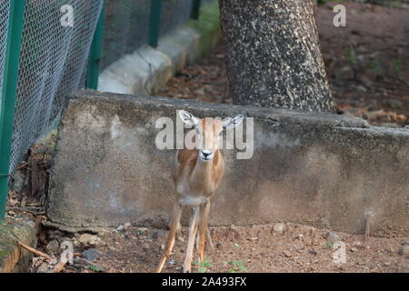 Closeup of a pretty young female Impala.deer (Aepyceros Melampus) grazing Stock Photo