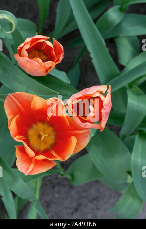 wonderful red spring tulips top view. Stock Photo