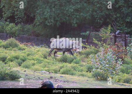 Female Nilgai (Boselaphus tragocamelus) standing lonely and wilderly in front of the safari vehicle without any fear sighted Stock Photo