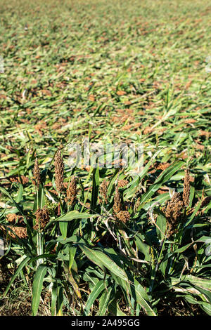 Millet plantations in the field. Bundles of millet seeds. Millet farm. Stock Photo
