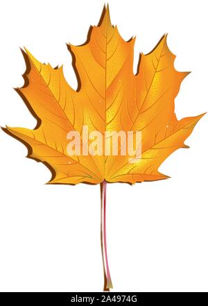 Fresh orange maple leaf with water drops on white background. Stock Vector