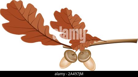 Illustration of colorful oak leaves with acorns on white background. Stock Vector
