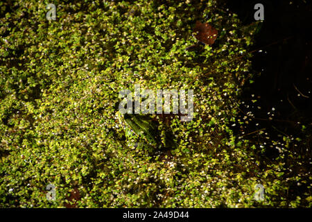 green common frog is sitting on duckweed in natural pond in autumn sun, camouflaged water frog hides in duckweed on water surface Stock Photo