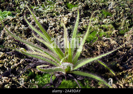 Sydney Australia, King Sundew plant with sticky mucilage to catch insects Stock Photo