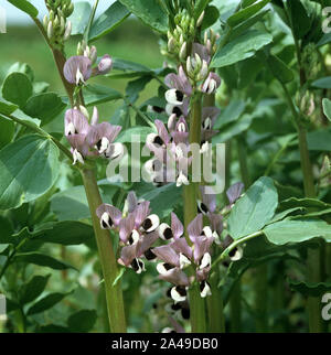 A crop of field or fava beans (Vicia faba) flowering.  Used for animal food and as a break crop to replace soil nitrogen levels Stock Photo