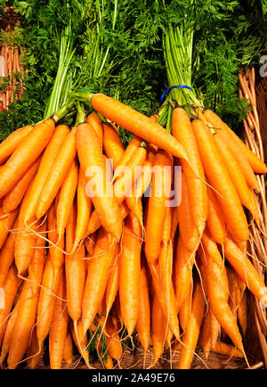 Bunches of colorful orange carrots with green tops . Stock Photo