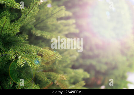 Green spruce - christmas tree. Defocus. Background for design. Stock Photo