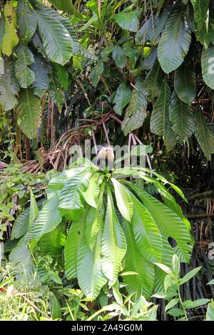 Colombian white-faced capuchin at the jungle of Costa Rica Stock Photo