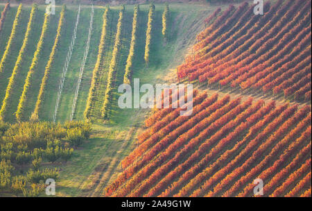 Autumn vineyards landscape. Geometric shapes and textures Stock Photo