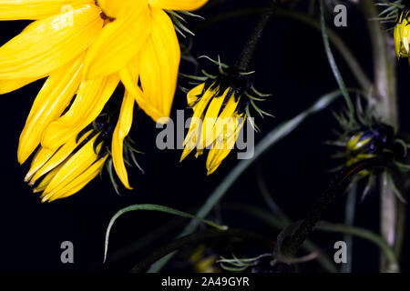 Helianthus salicifolius, common names willowleaf sunflower and column flower native to North America, macro with shallow depth of field Stock Photo