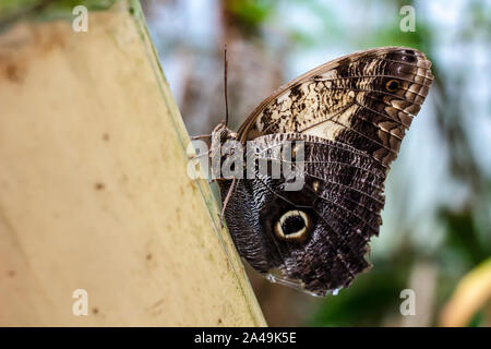 Beautiful owl butterfly (Caligo Memnon), on a blurred background. Macro photo. Close-up. Stock Photo