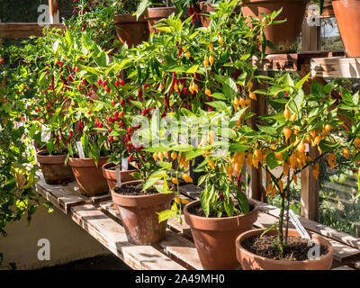 CHILLI PEPPERS yellow 'CHUPETINHO'  red ‘PRAIRIE FIRE’ potted in greenhouse Capsicum annuum - Chilli Peppers Fruit ornamental sunny warm environment Stock Photo