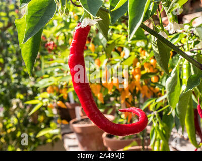 Chilli Red 'Fuego' Cayenne vegetable chilli pepper close up (capsicum annum) potted viewed in sunlit greenhouse with potted chilli varieties behind Stock Photo