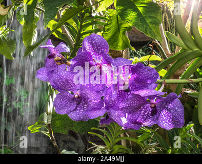 BLUE MOTH ORCHIDS WATERFALL tropical setting Phalaenopsis (moth orchids) orchid flower blossoming Phalaenopsis Blume, commonly known as moth orchids Stock Photo