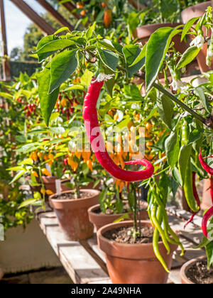 Chilli Red 'Fuego' Cayenne vegetable chilli pepper close up (capsicum annum) potted viewed in sunlit traditional wooden greenhouse with other potted chilli varieties behind Stock Photo