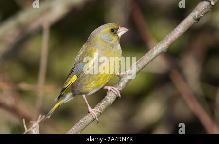 Male Greenfinch (Carduelis chloris) sat on a branch in farmland in South Yorkshire.