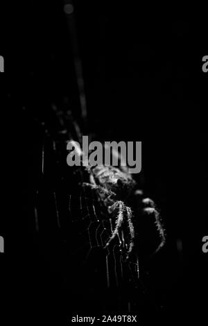 Garden spider in web at night - black and white Stock Photo