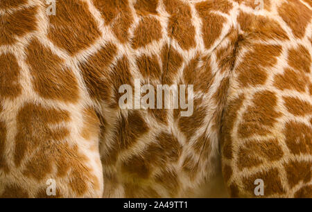 Close up of baby giraffe skin pattern to make an abstract background Stock Photo