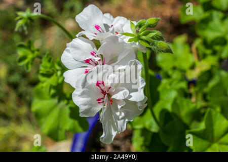 Pelargonium sp. Flowers in a pot Stock Photo