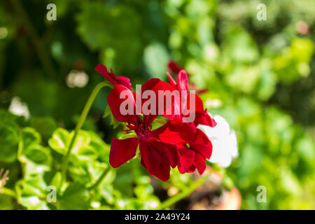 Pelargonium sp. Flowers in a pot Stock Photo