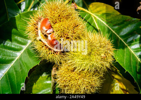 Chestnut corns opening on tree (Castanea sativa) Stock Photo