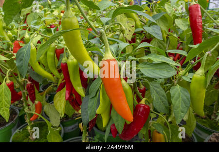 Chili Peppers (Capsicum annuum) Stock Photo