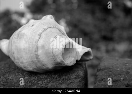 Indian Holy white conch shell (Shankha). Stock Photo