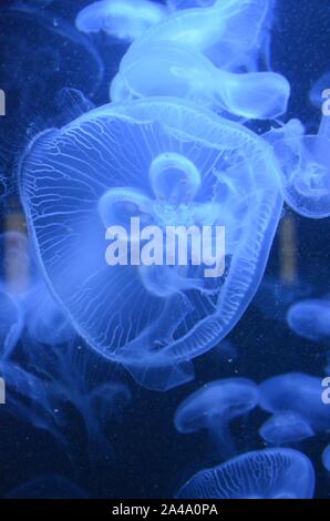 Closeup beautiful jellyfish swimming in the deep blue sea Stock Photo ...