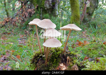 Mycena galericulata (common bonnet) is a common mushroom that grows on decaying wood and found throughout the temperate zone of northern hemisphere Stock Photo