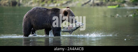 Canada, British Columbia, Great Bear Rainforest, Khutze Inlet. Brown bear aka grizzly bear (Ursus arctos) fishing chum salmon (Oncorhynchus keta) Stock Photo